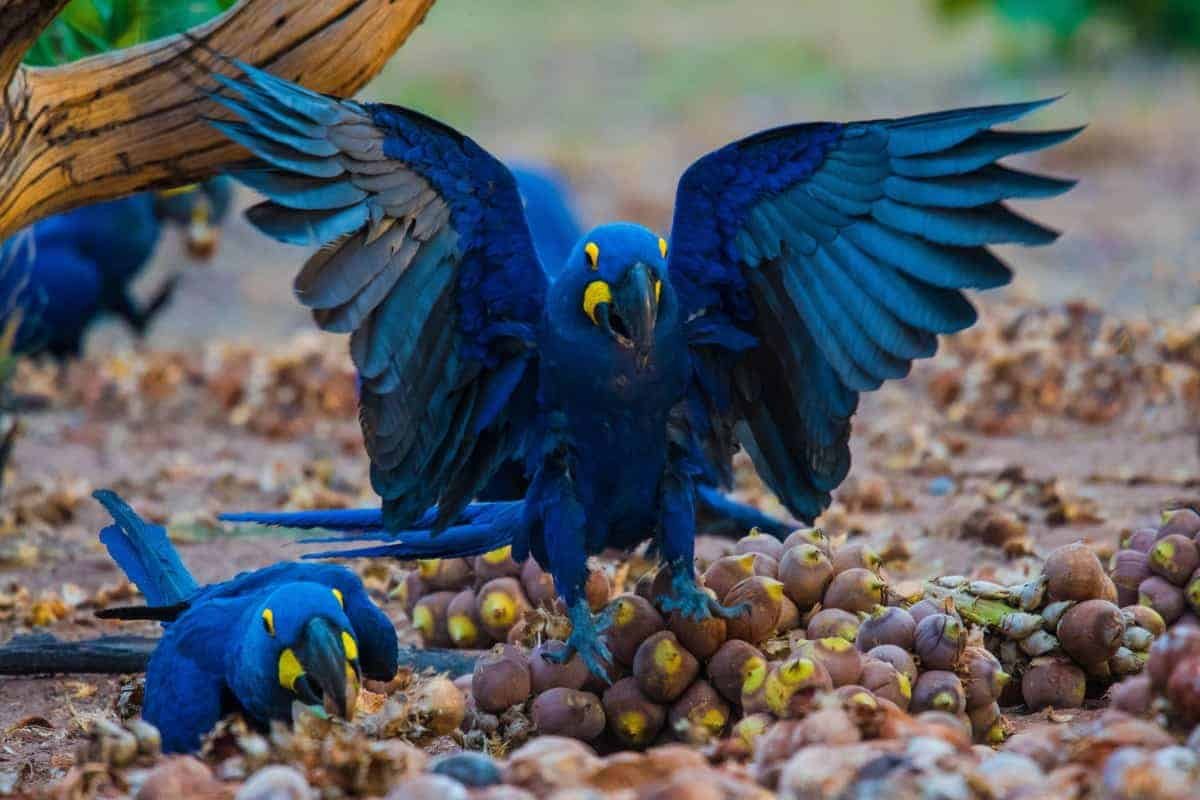 Попугаи гиацинтовые ары