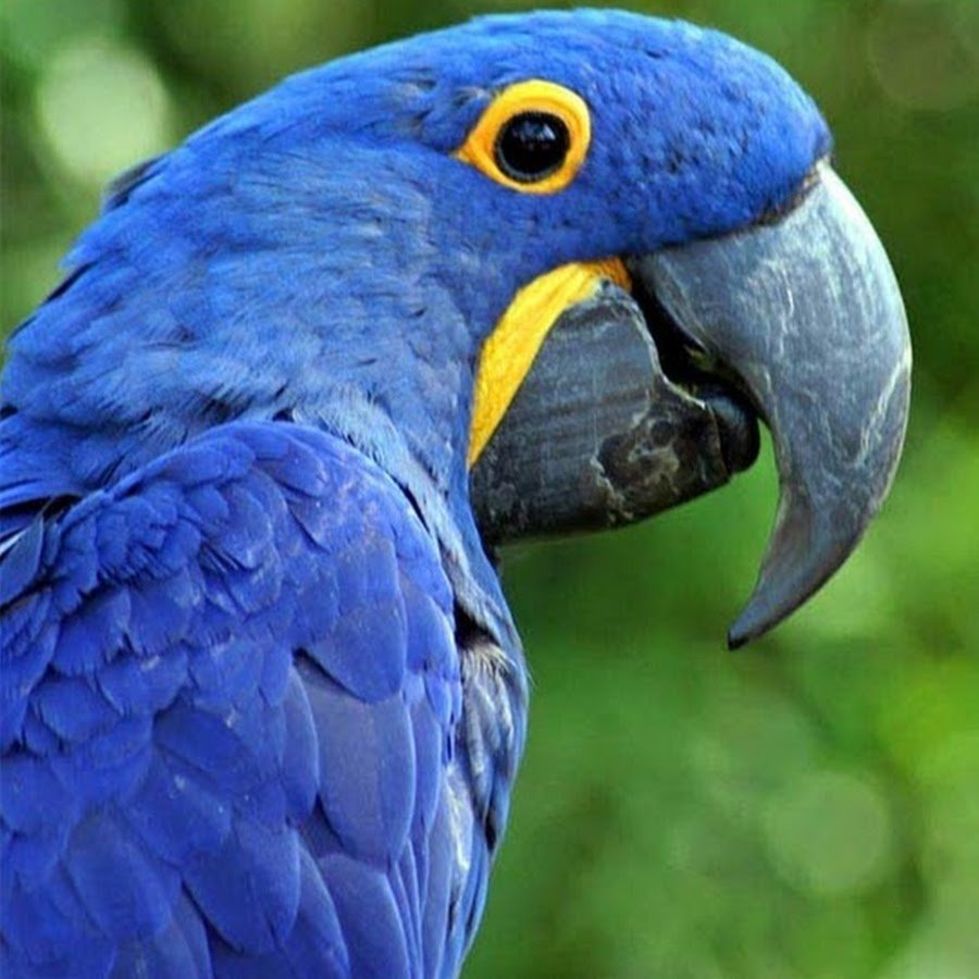 Малый гиацинтовый ара