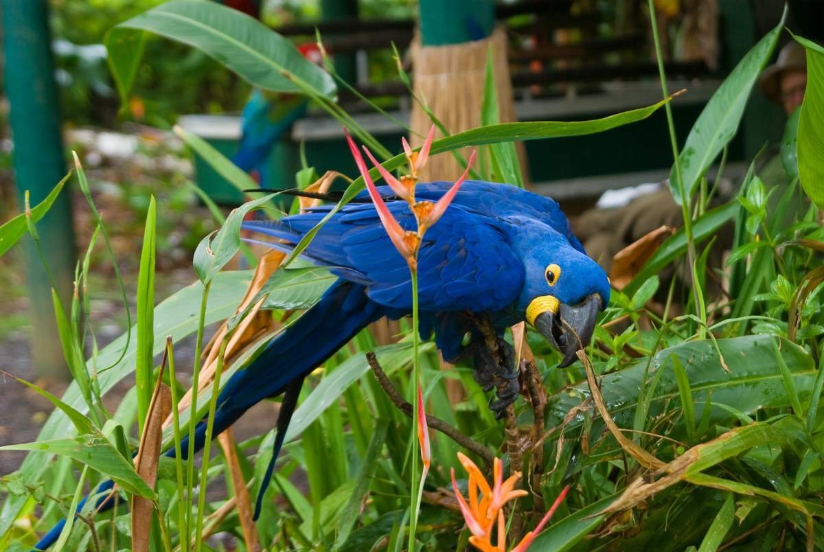 Гиацинтовый ара