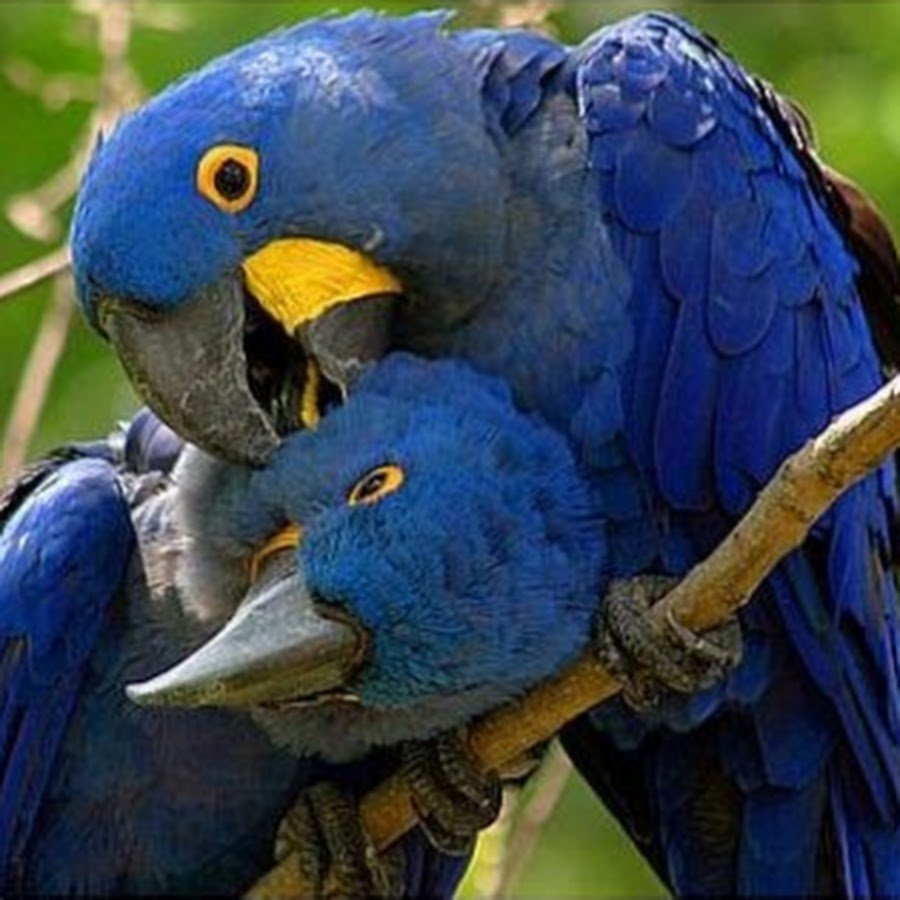 Голубой ара в гнезде