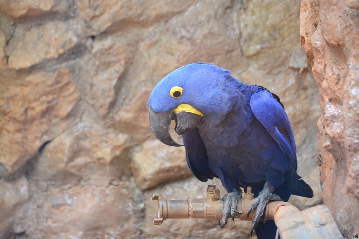 Гиацинтовый ара гнездо