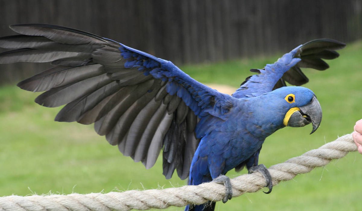 Гиацинтовый ара птенец