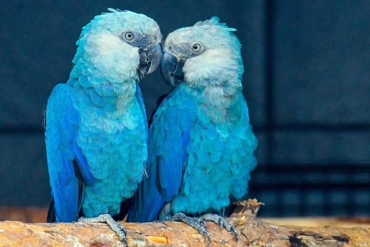 Голубой попугай Рио вымер