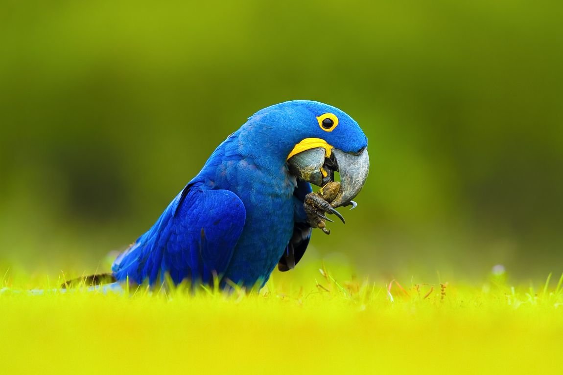 Антрацитовый ара