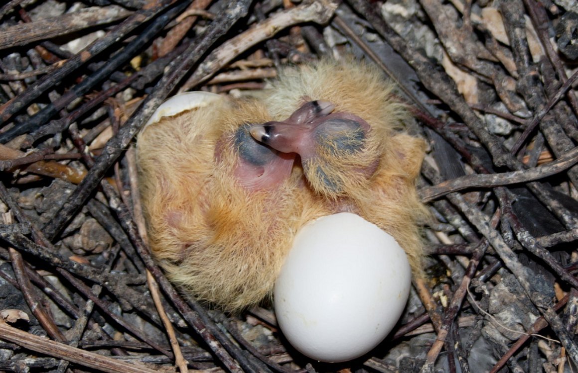 Гнездо голубя