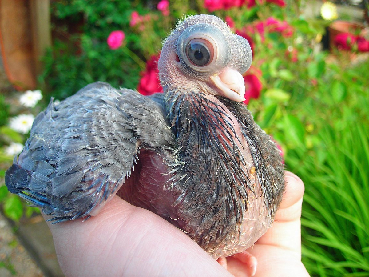 Птенец сизого голубя