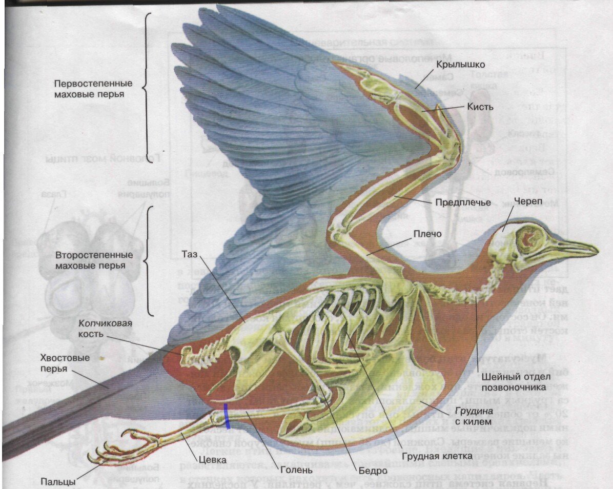 Внутреннее строение сизого голубя
