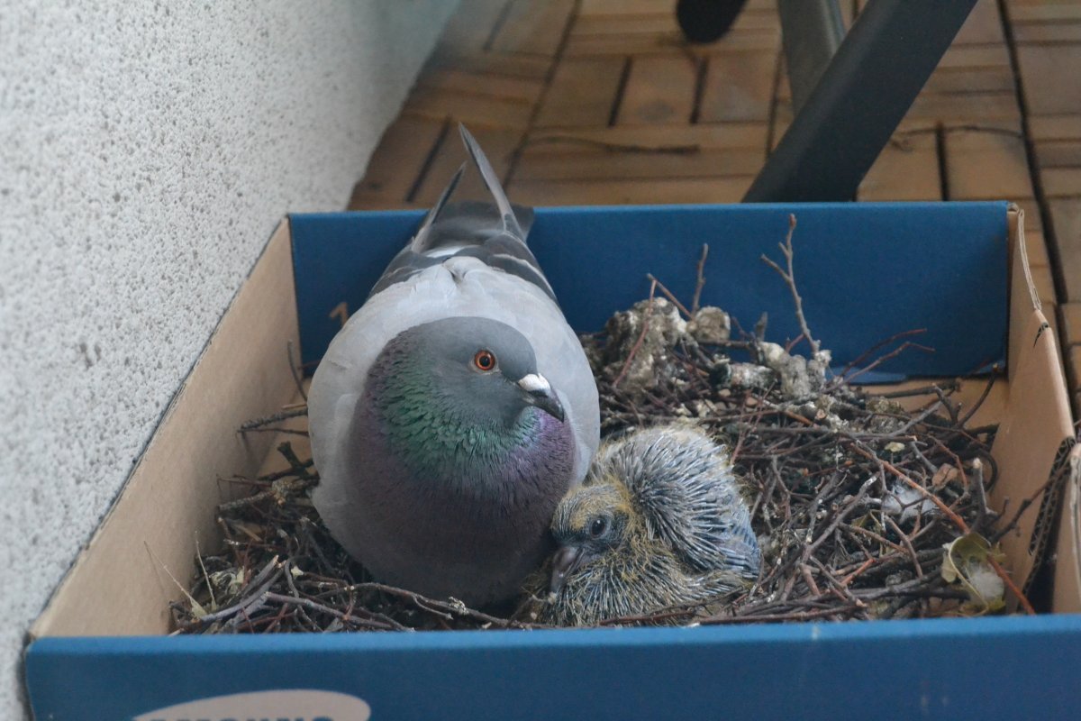 Слеток горлицы