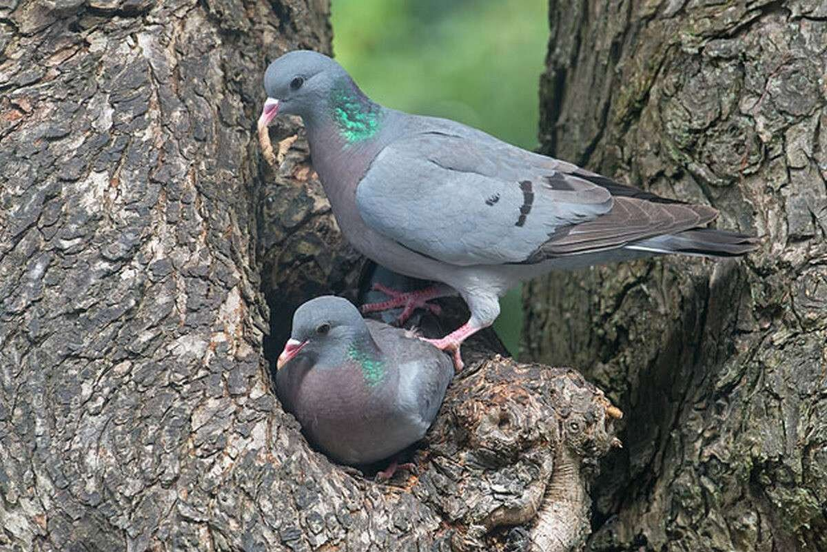 Клинтух птенцы