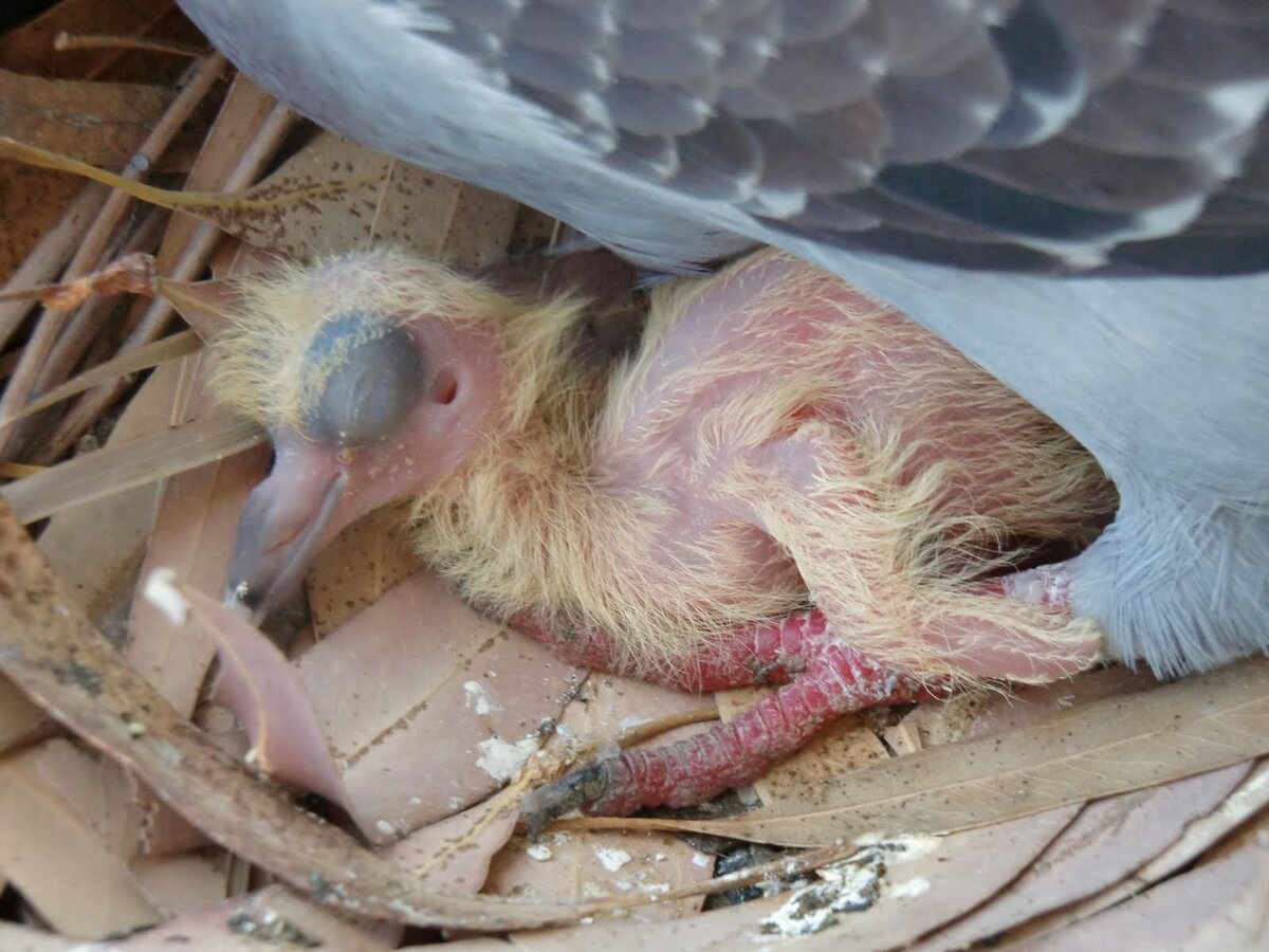 Яйца и птенцы голубей