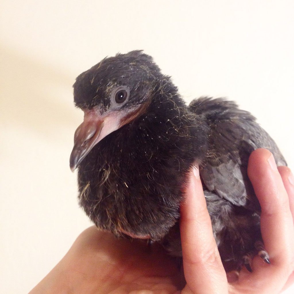 Маленькие голубята птенцы