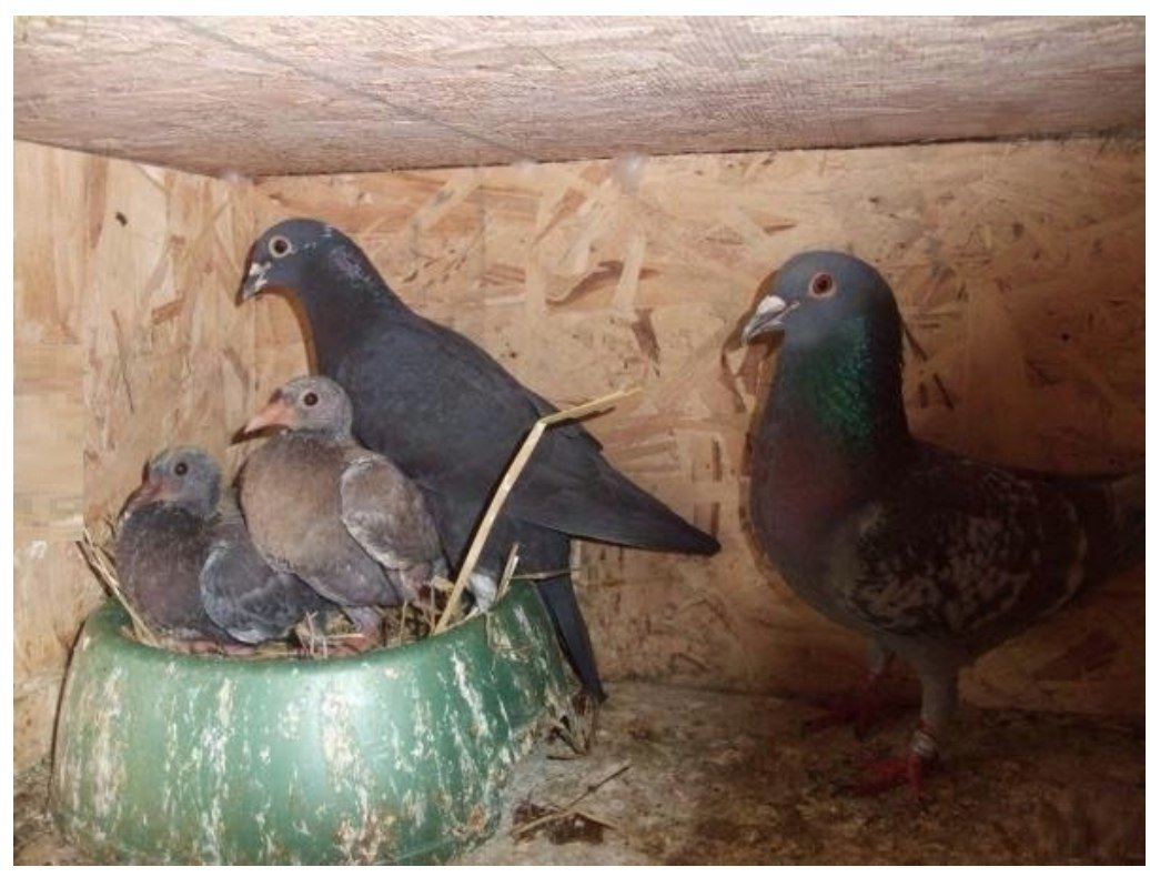 Дети голубей