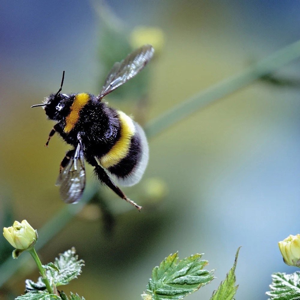 Шмель отшельник