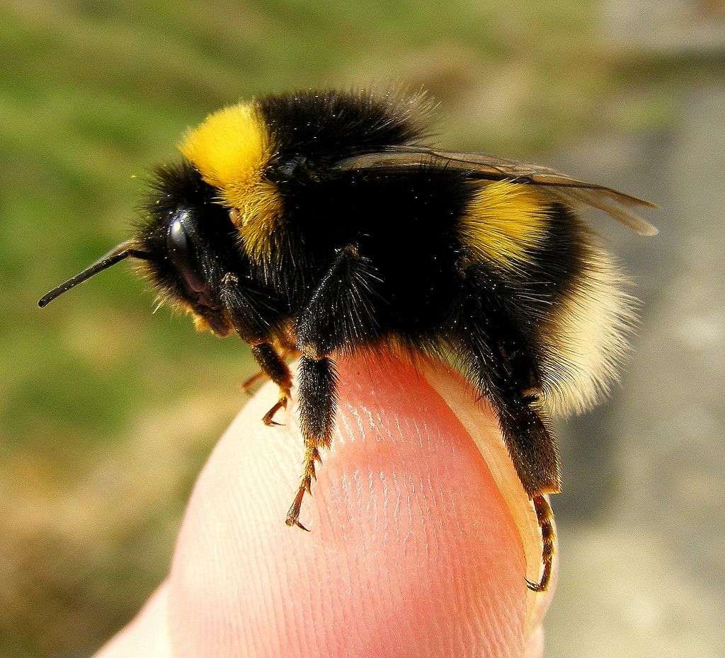 Bombus arisi