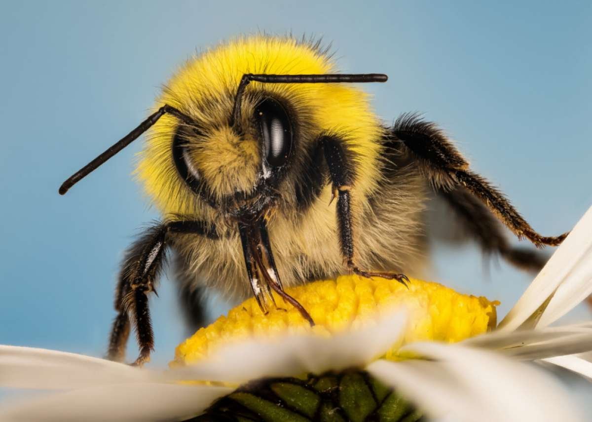 Хоботок шмеля