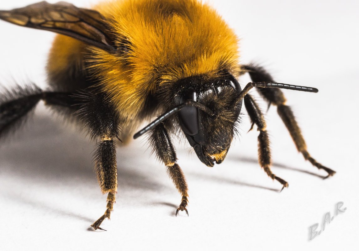 Шмель спереди