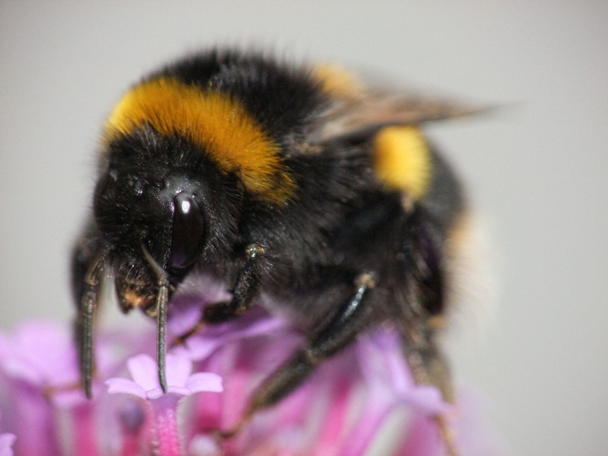 Шмель плодовый Bombus pomorum