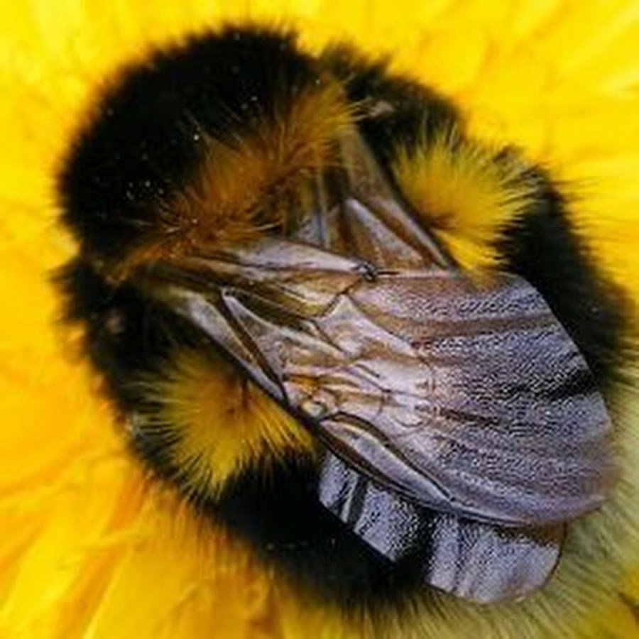 Шмель беложопик