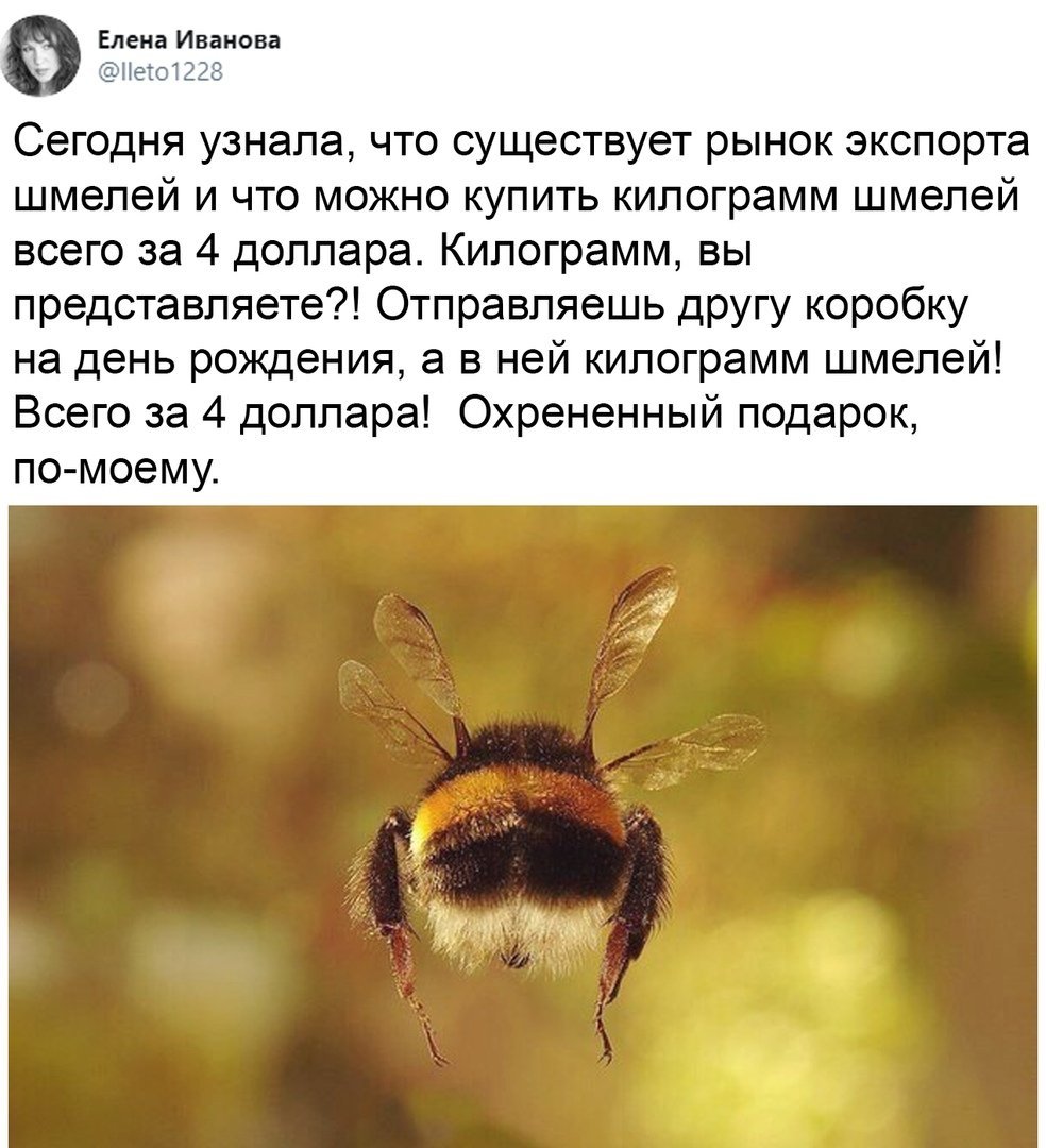 Шмель картинки смешные