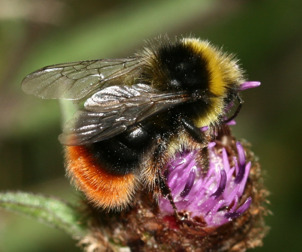 Шмель Моховой – Bombus muscorum