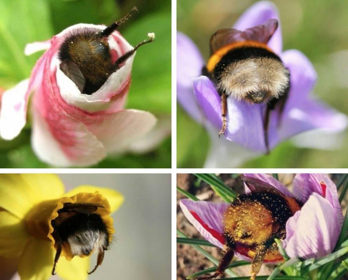 Добрый Шмель