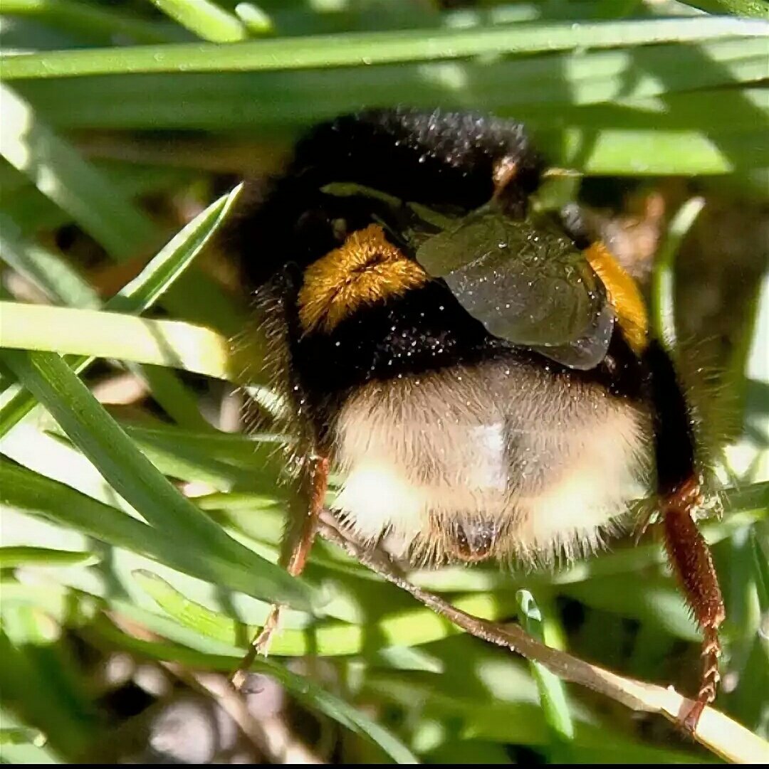 Bee Bumblebee Bumble
