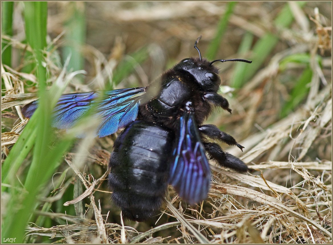 Шмель-плотник фиолетовый( Xylocopa violacea )