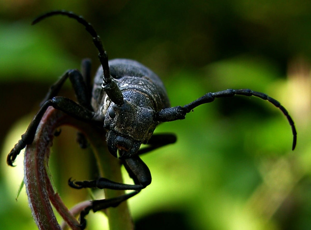 Обойные жуки