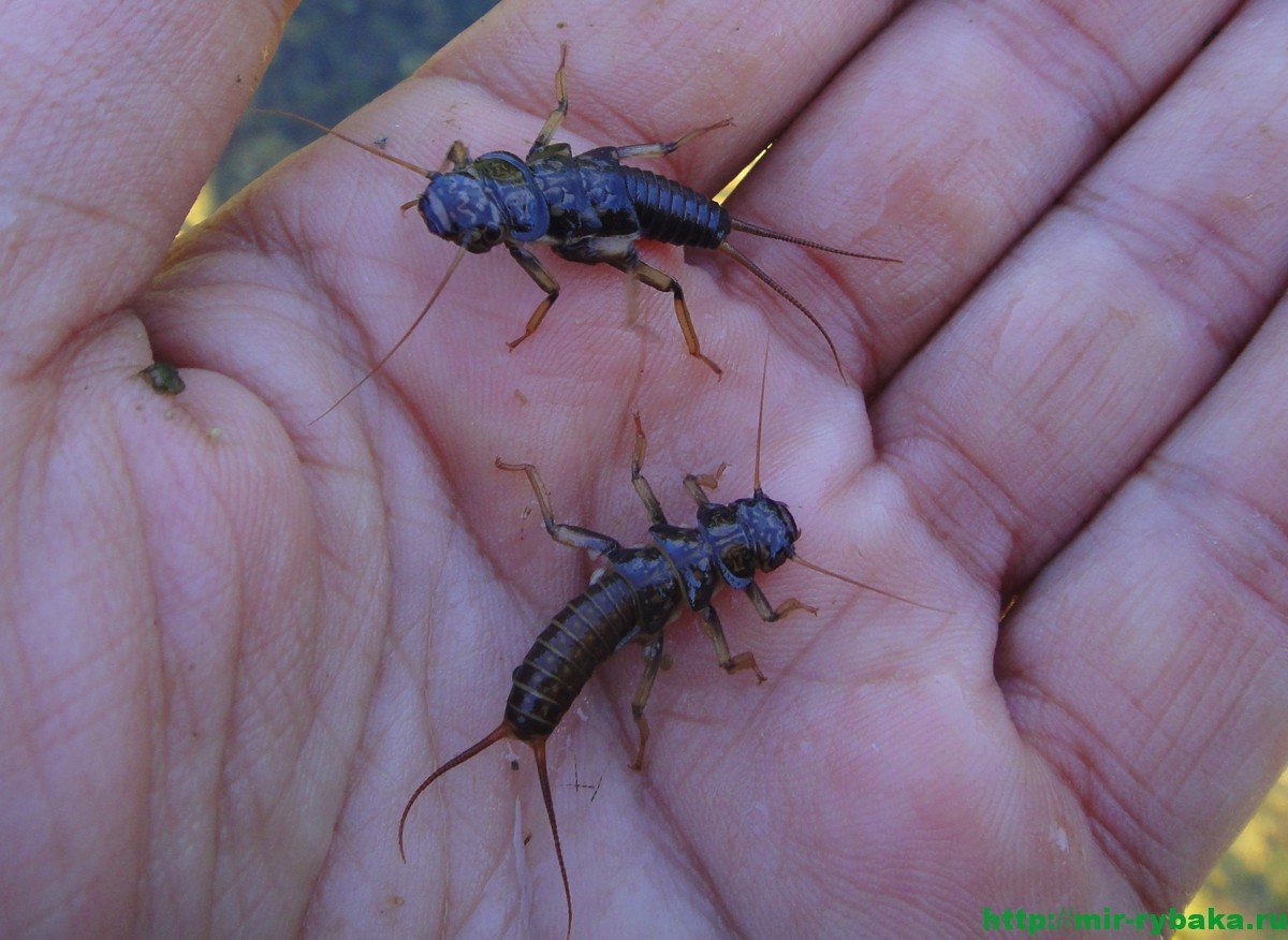 Жук Веснянка