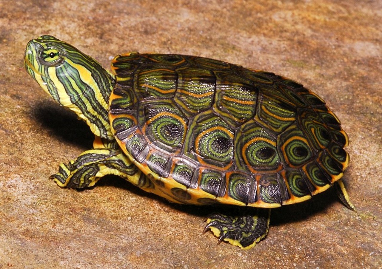 Сколько жив черепашки. Среднеазиатская красноухая черепаха. Красноухая черепаха сухопутная. Китайская трехкилевая черепаха. Капская черепаха.