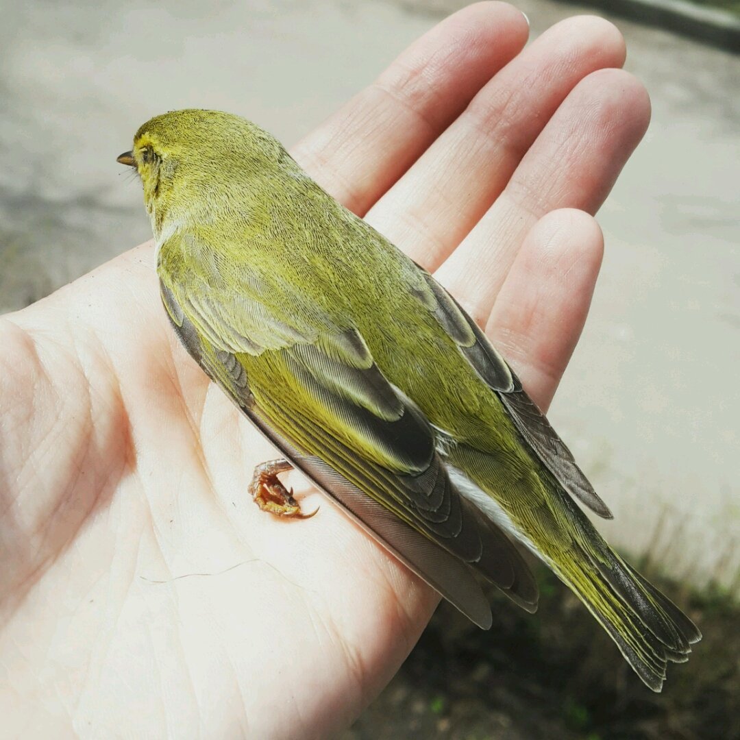 Маленькая зеленая птичка