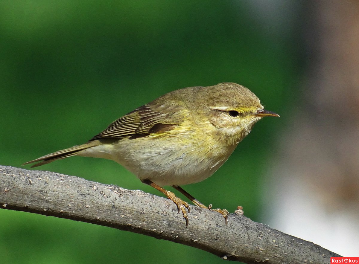 Зеленая пеночка