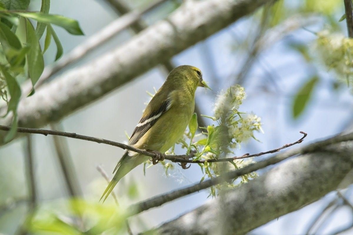 Зяблик зеленый