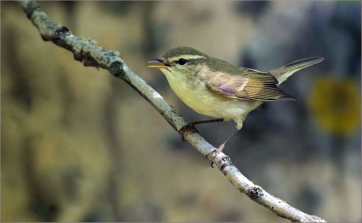 Зеленая пеночка птица