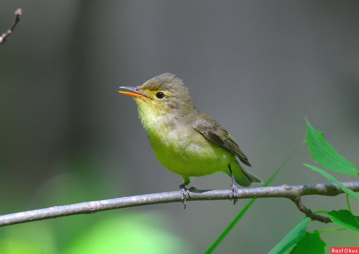 Пеночка пересмешка
