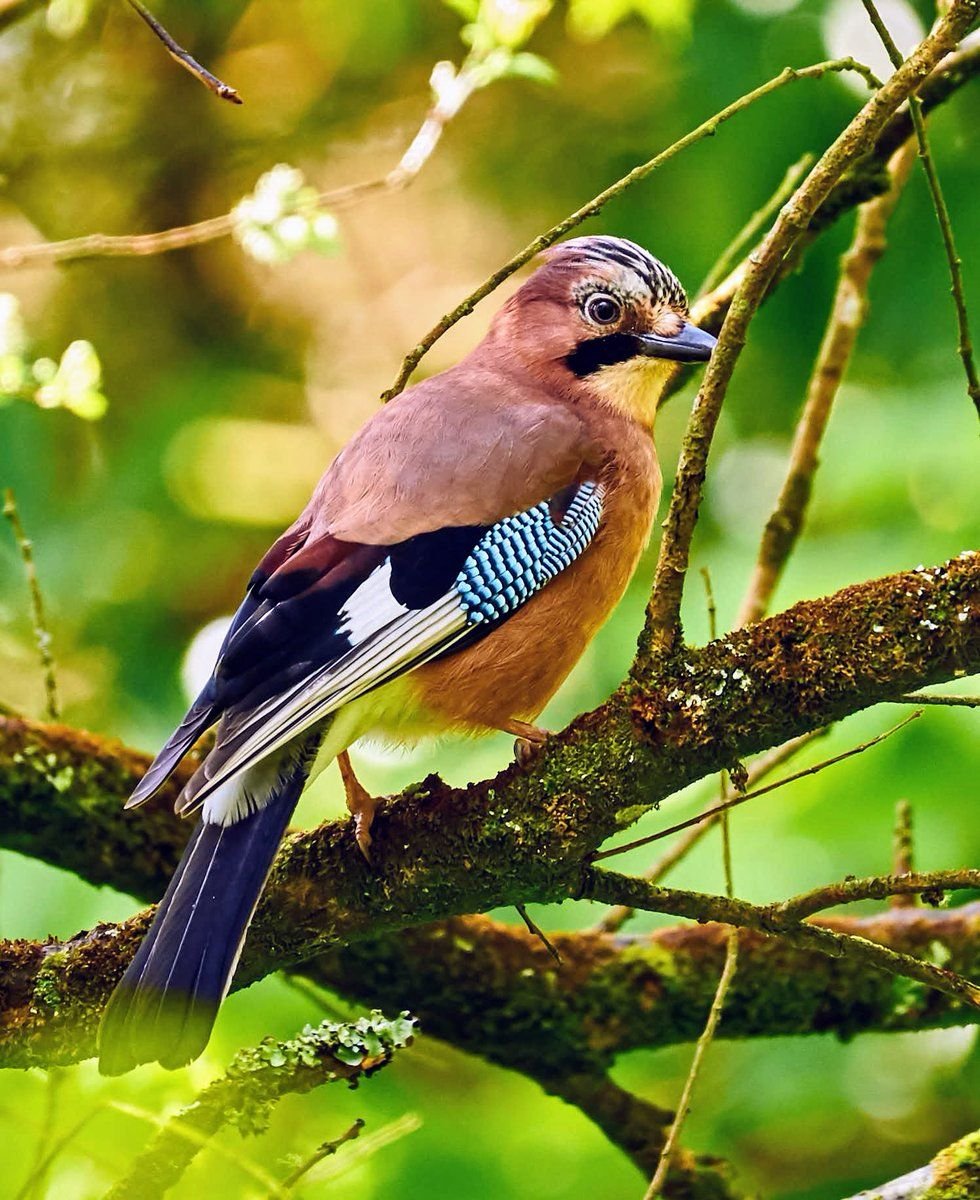 Сойка летом