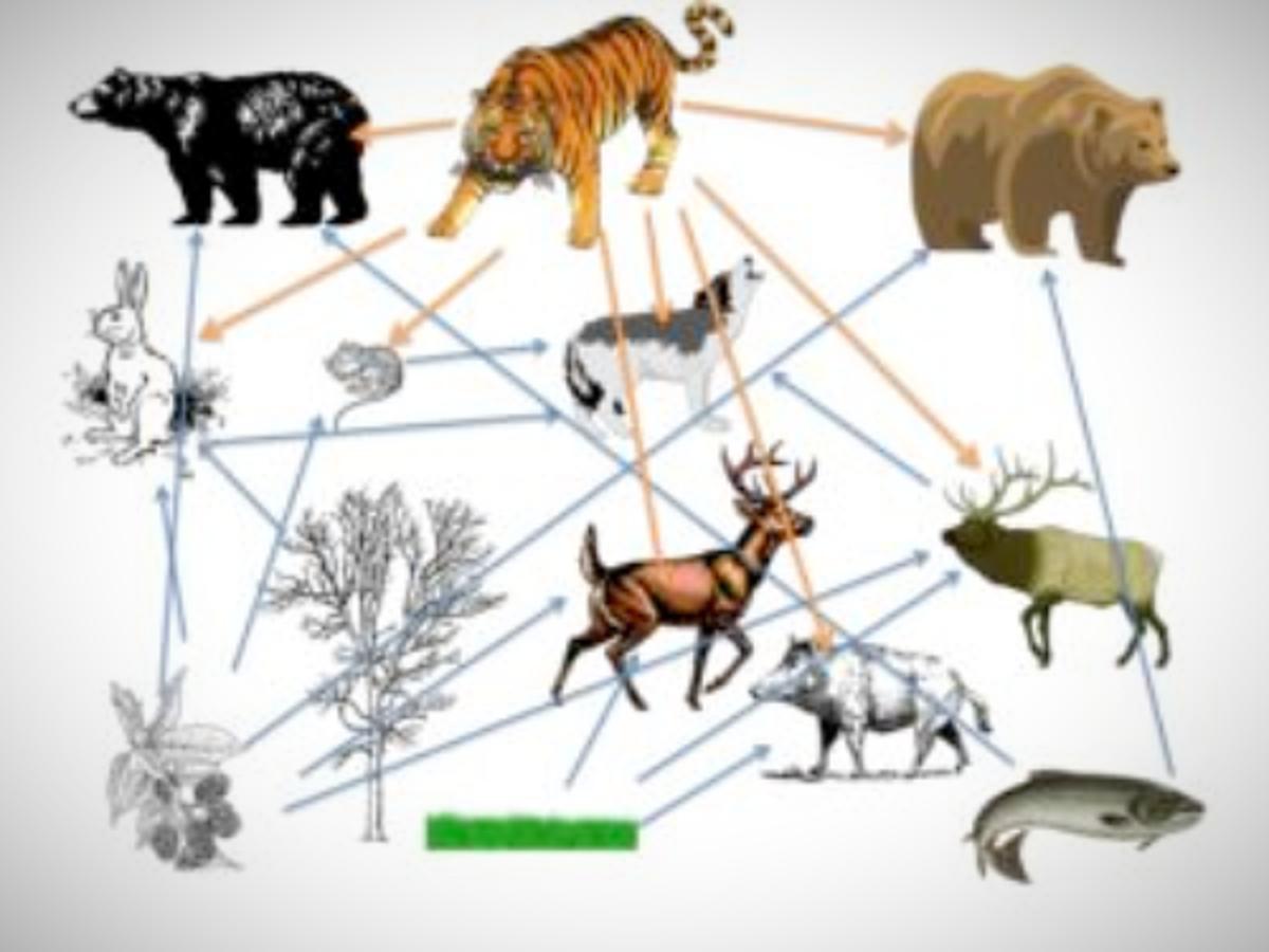 Большим разнообразием видов разнообразными цепями питания. Цепь питания тигра. Пищевая сеть из 20 организмов. Пищевая сеть из 20 трофических уровней. Пищевая цепочка тигра.