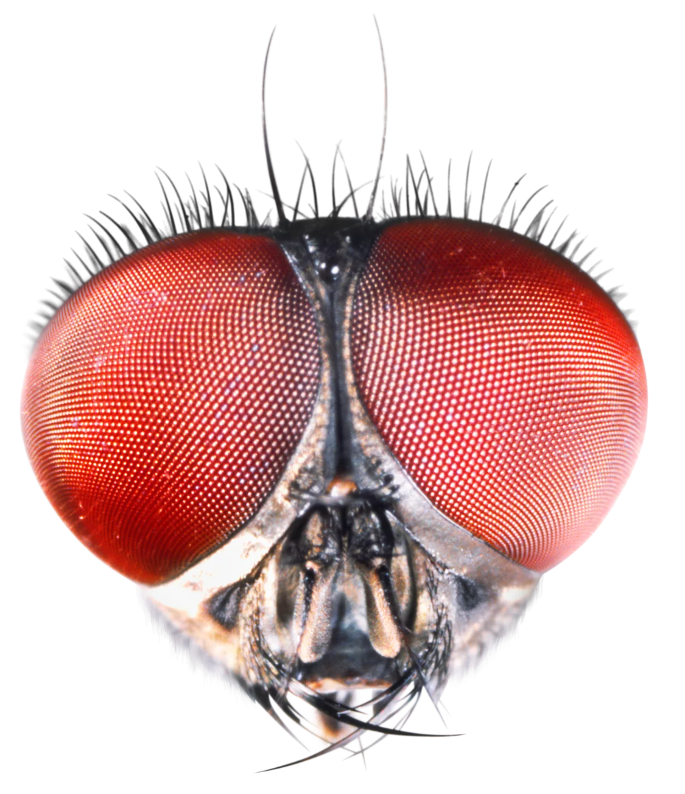 Голова мухи