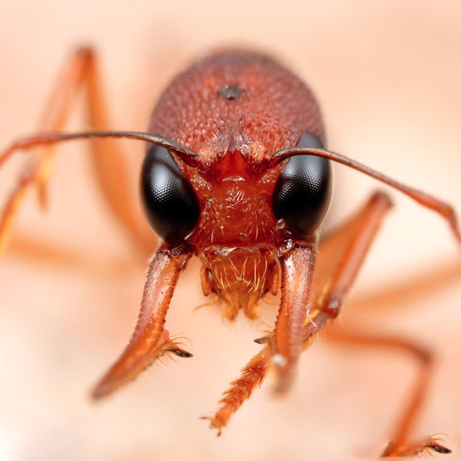 Харпегнатос сальтатор