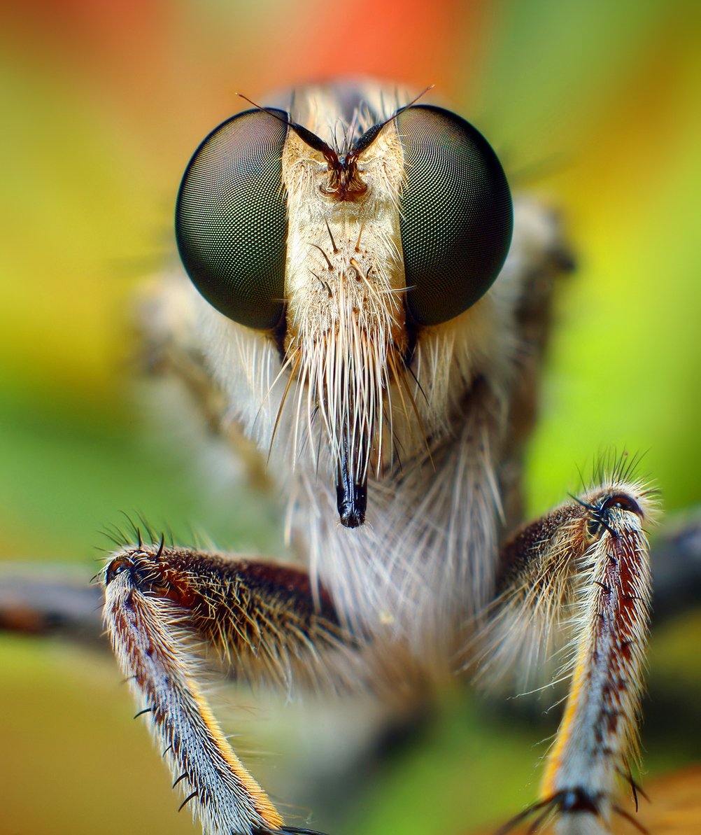 Макросъемка насекомых