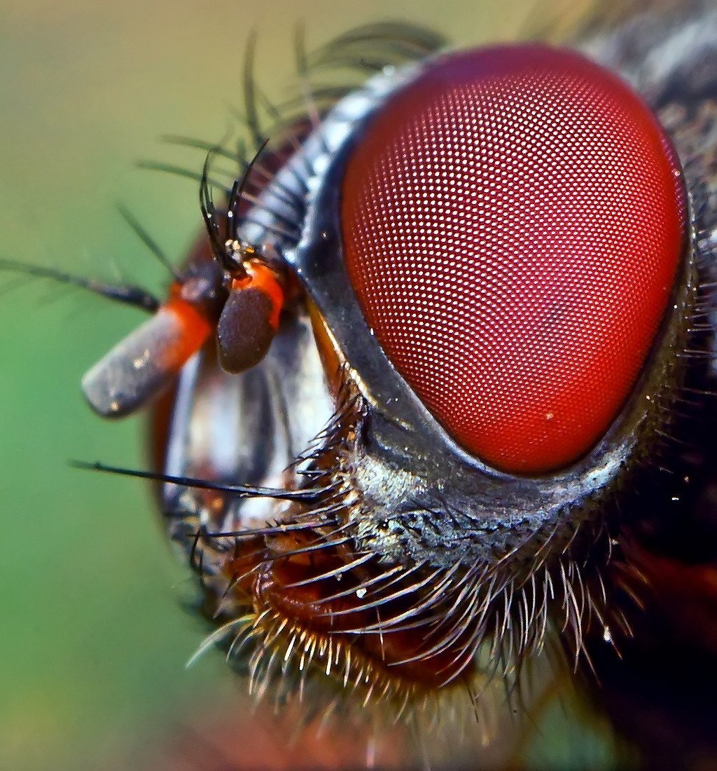 Мушка навозная Муха