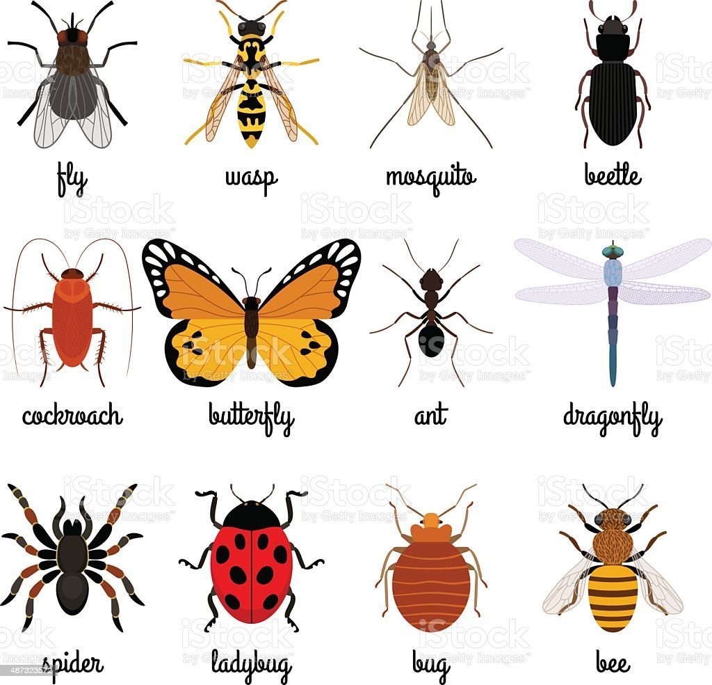 Картинки насекомых и их названия