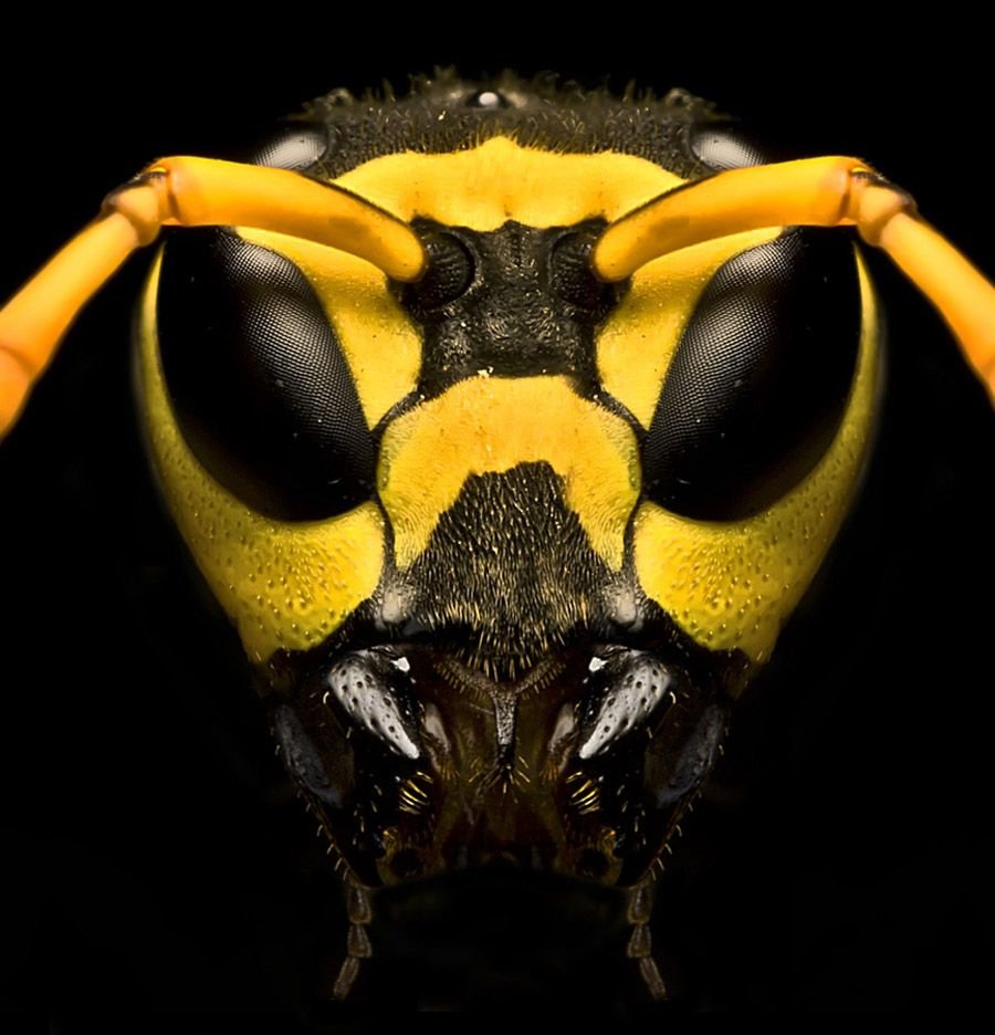 Мандибулы шершня