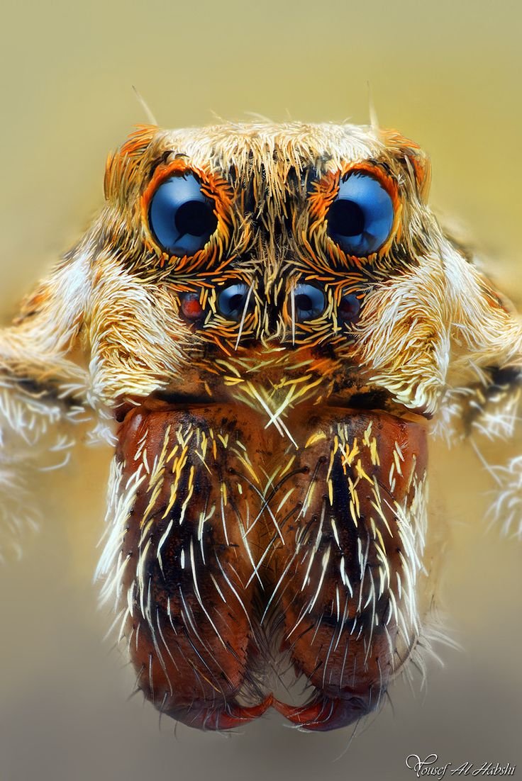 Паук животное