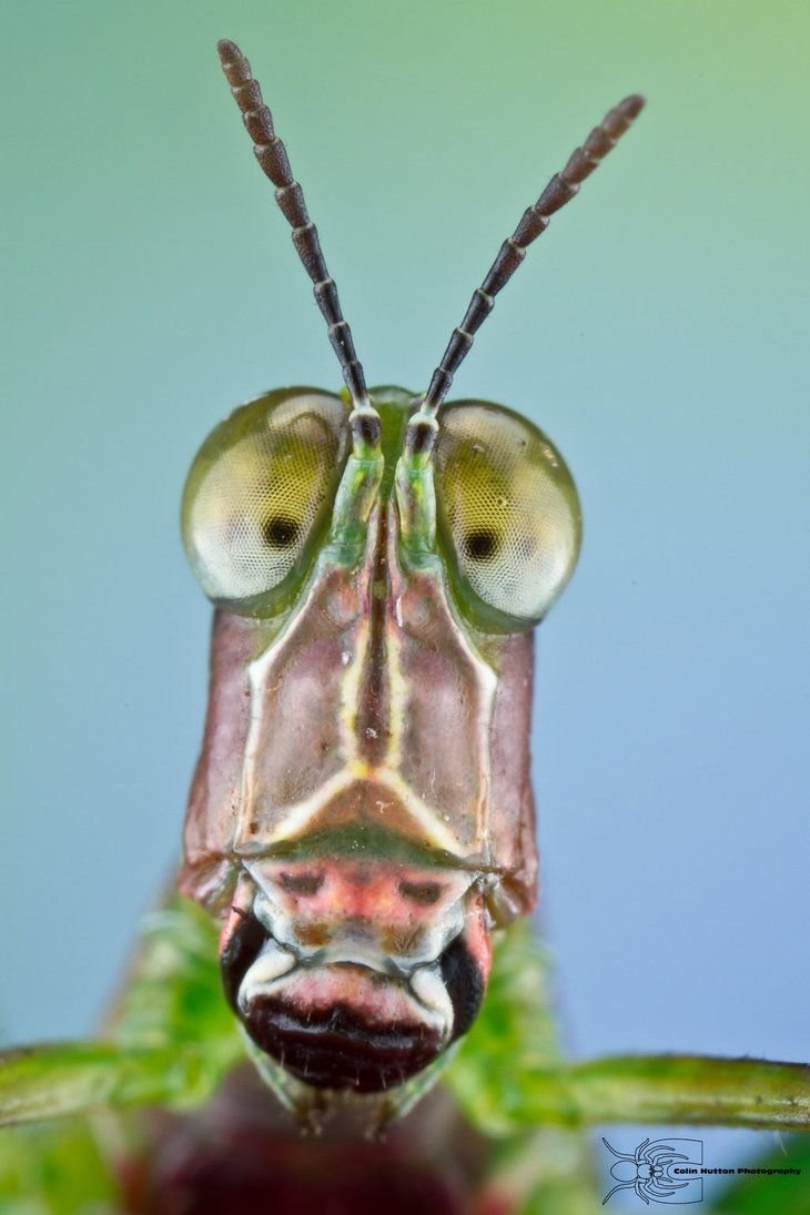 Морды насекомых