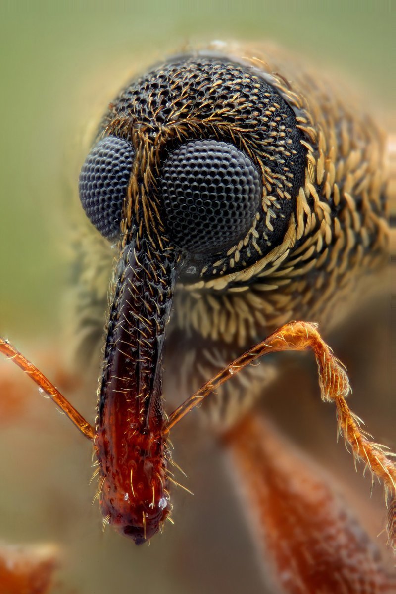 Хоботок комара под микроскопом