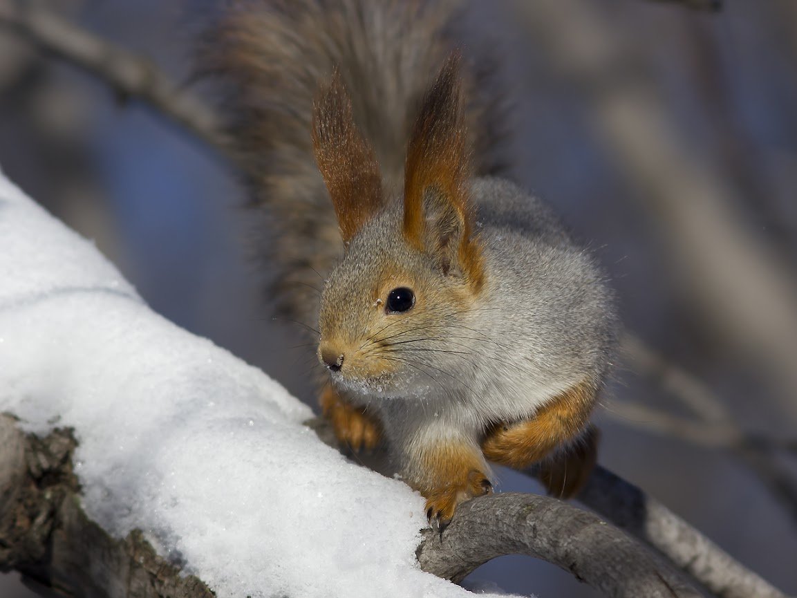 Черная белка зимой