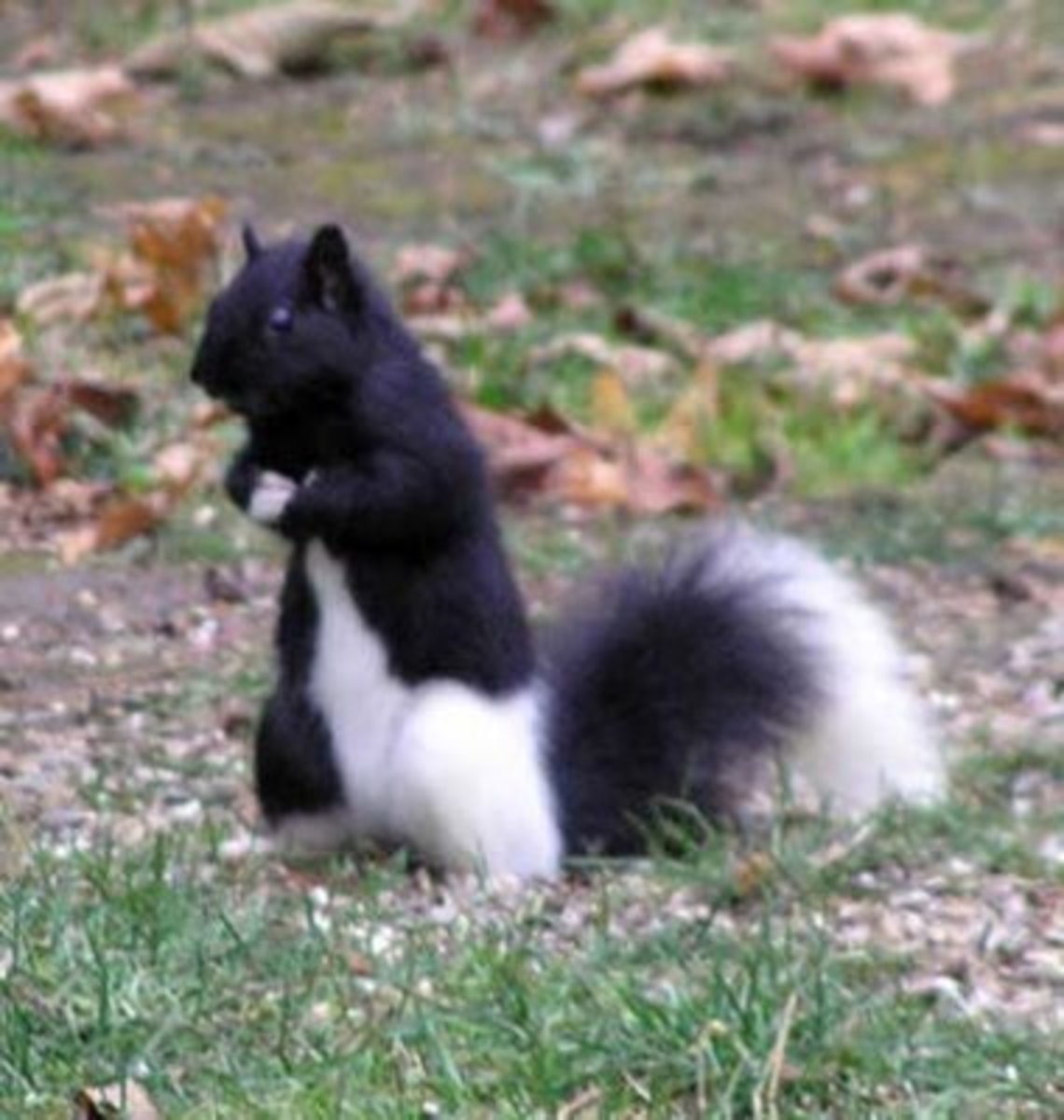 Черно белая белка окрас