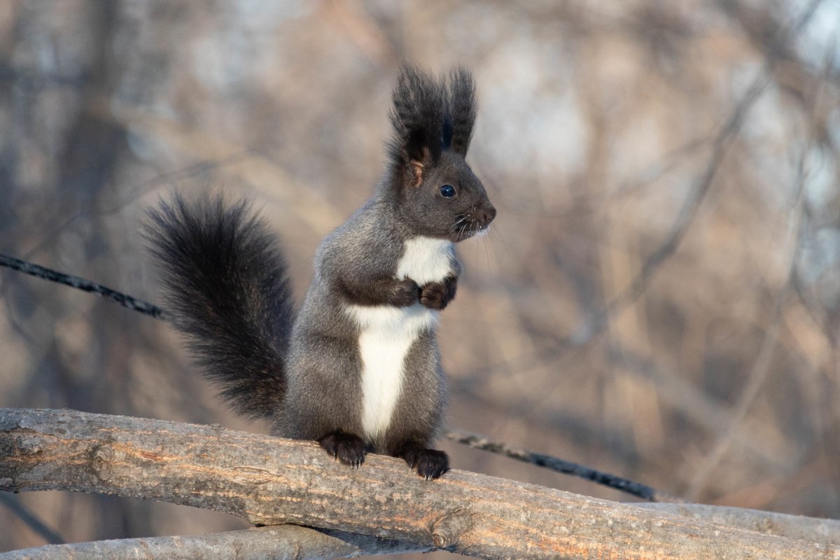 Белки на Дальнем востоке