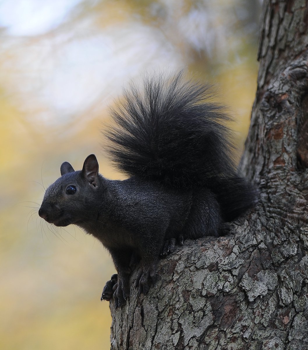 Канадская черная белка